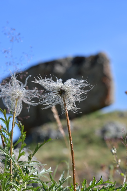 2019-08 Savoie/Aiguilles d'Arves/DSC_1420.JPG